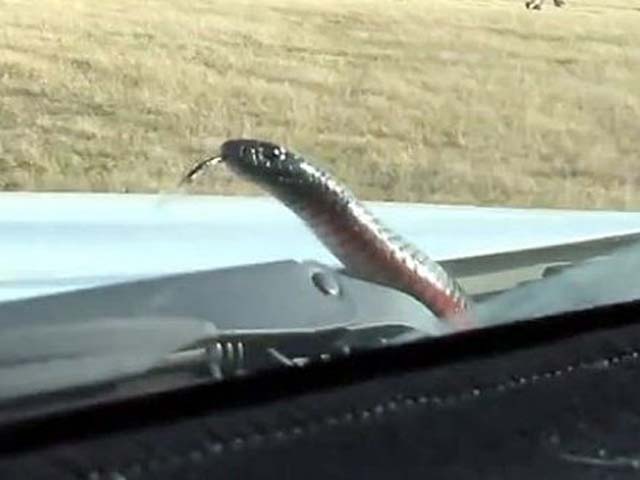 Đang lái xe 100km/h, tá hỏa vì rắn độc ngỏng cổ trước mặt