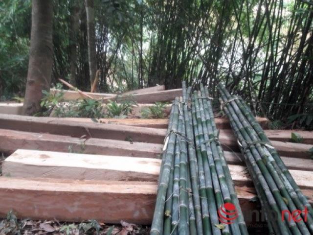 Tin tức trong ngày - Choáng váng chứng kiến rừng phòng hộ ở Quảng Bình "chảy máu"