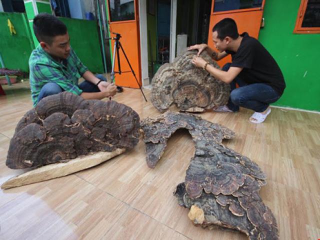 Tin tức trong ngày - Nấm linh chi "khủng" có hình dáng kỳ lạ