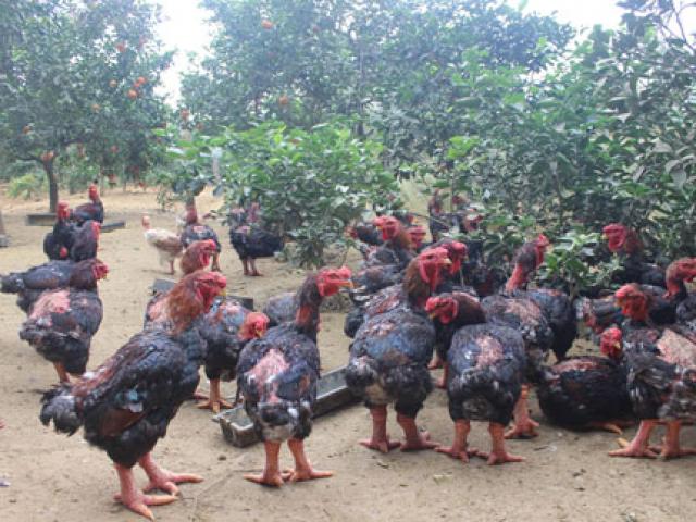 Thị trường - Tiêu dùng - Làm giàu bằng giống gà tiến vua