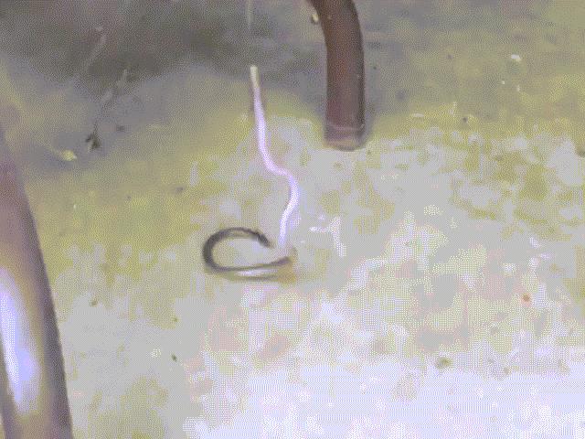 Thế giới - Cuộc chiến tuyệt vọng của rắn độc sa vào "tay" nhện độc