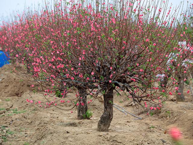 Tin tức trong ngày - Ngắm vườn đào “xuyên hai thế kỷ” cực hiếm ở Hà Nội