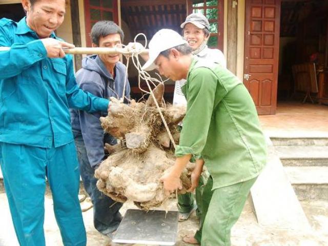 Đào được củ khoai vạc hình dạng kỳ lạ, nặng 73kg