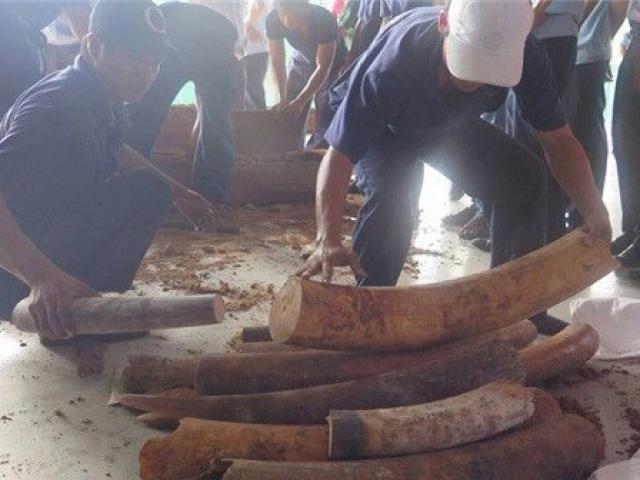 Thị trường - Tiêu dùng - Tàu nước ngoài chở hơn 400 kg ngà voi gửi đến địa chỉ ma