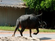 Tin tức trong ngày - Trâu điên “làm loạn”, húc 4 người nhập viện