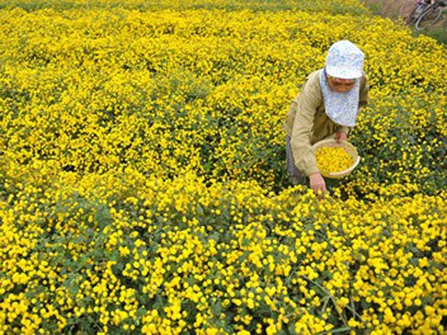 Du lịch - Vàng óng cánh đồng hoa "tiến vua" Hưng Yên