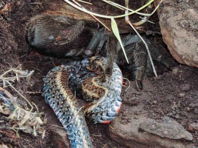 Thế giới - Nhện khổng lồ nanh dài 2cm xơi tái rắn to gấp nhiều lần