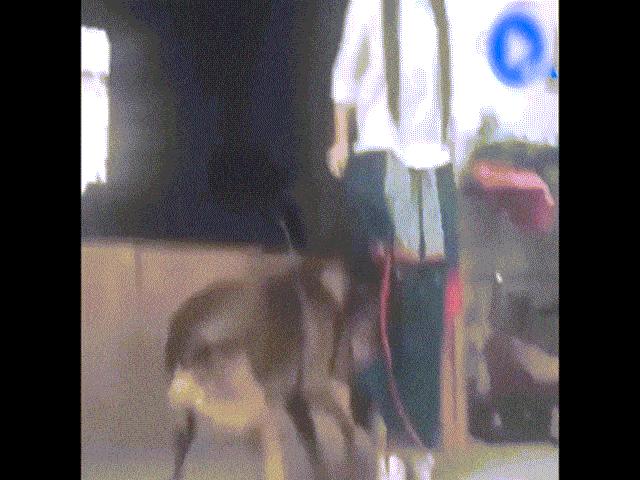 Video Clip Cười - Clip hài: Khi cún cưng khiến chủ "tẽn tò"