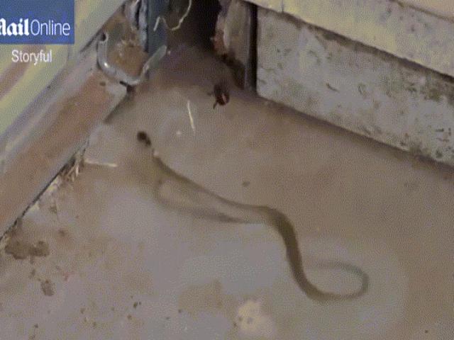 Thế giới - Rắn lớn giãy giụa thảm hại hòng thoát "miệng" nhện dữ