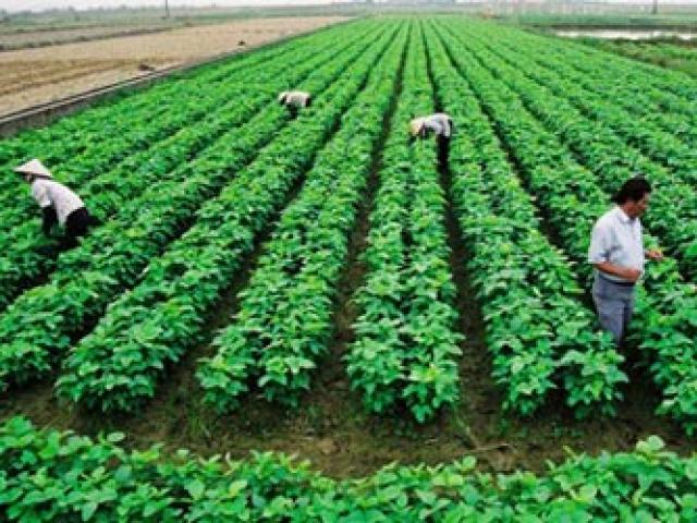 Tài chính - Bất động sản - Nông dân 'bó gối' vì thiếu vốn sản xuất