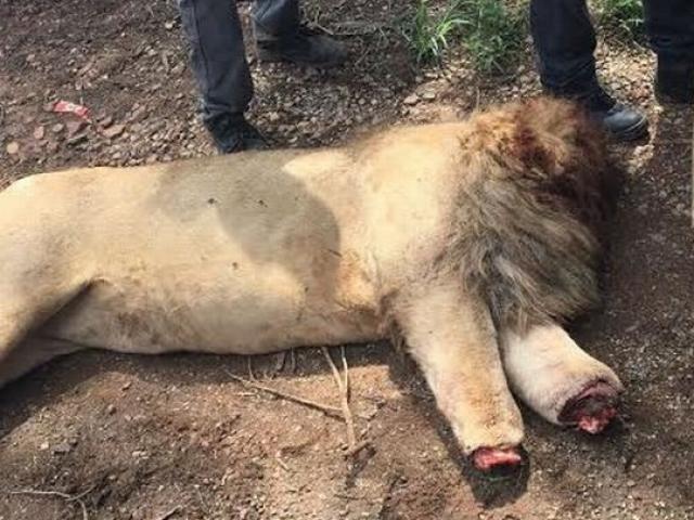Lẻn vào khu sinh thái, chặt đầu 3 sư tử Nam Phi