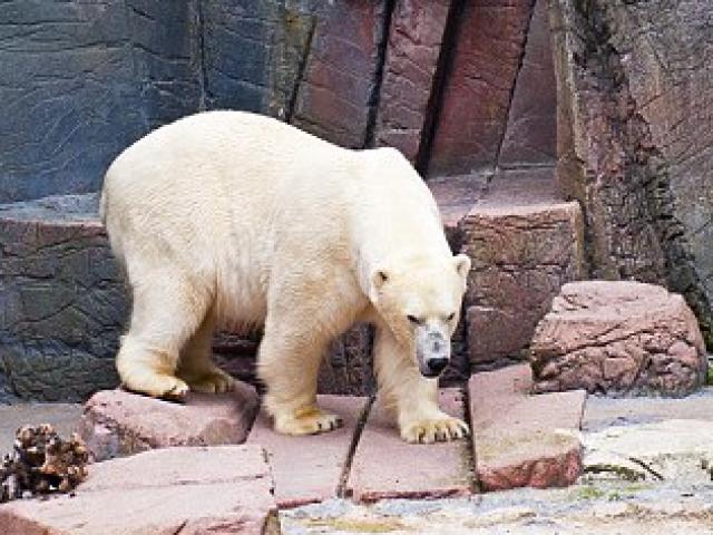 Phi thường - kỳ quặc - Gấu Bắc cực phải chuyển nhà vì "vợ muốn ly dị"