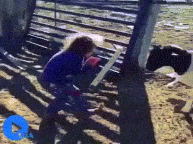 Video Clip Cười - Clip hài: Đừng bao giờ "đùa" với động vật