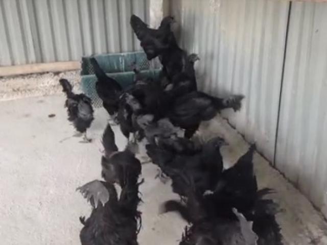 Tin tức trong ngày - Gà đen "siêu độc", giá 50 triệu được đại gia săn lùng chơi Tết