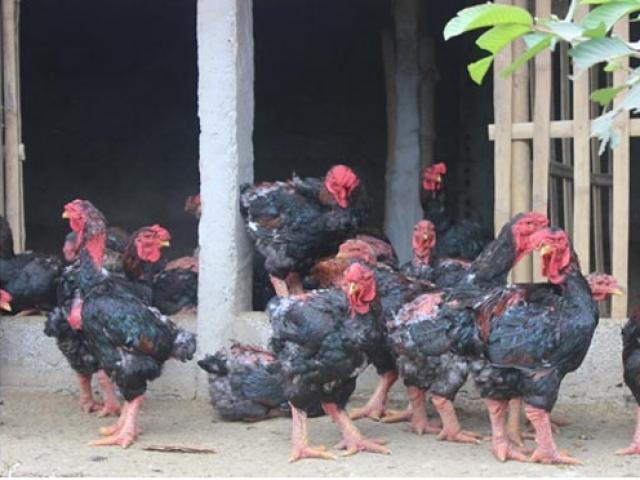 Thị trường - Tiêu dùng - Ba, bốn triệu một cặp gà Đông Tảo, "vua" gà xứ Thanh thu tiền tỉ mỗi năm