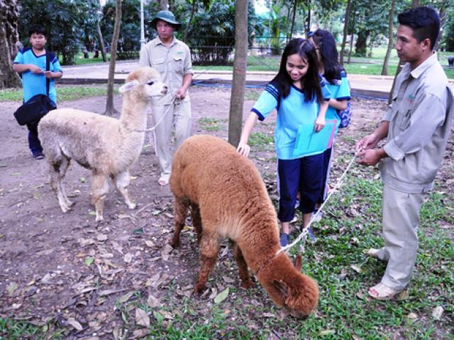 Tin tức trong ngày - Ngắm lạc đà không bướu lần đầu xuất hiện ở Sài Gòn