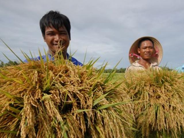 Thị trường - Tiêu dùng - "Cởi trói" cho xuất khẩu gạo: Mới giải quyết phần ngọn