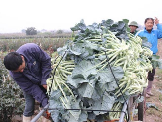 Thị trường - Tiêu dùng - Mê Linh - Hà Nội: Nông dân “khóc ròng” vì rau... được mùa