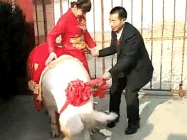 Cô dâu ”cưỡi” lợn hơn 600kg về nhà chồng khiến dân làng náo loạn