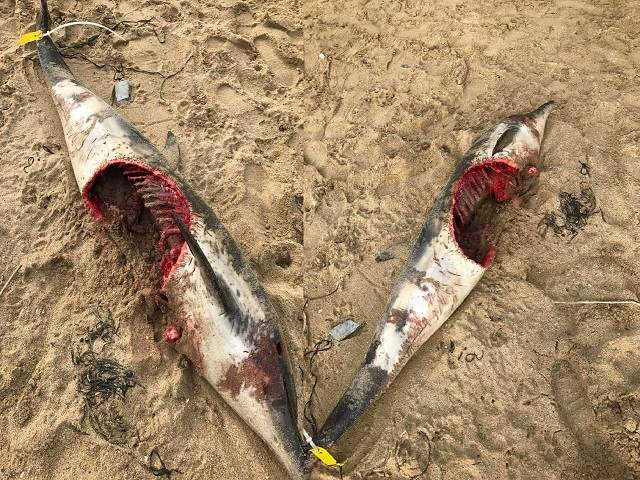 Thế giới - Cá heo bị cá mập cắn gần đứt thân dạt bờ biển Anh