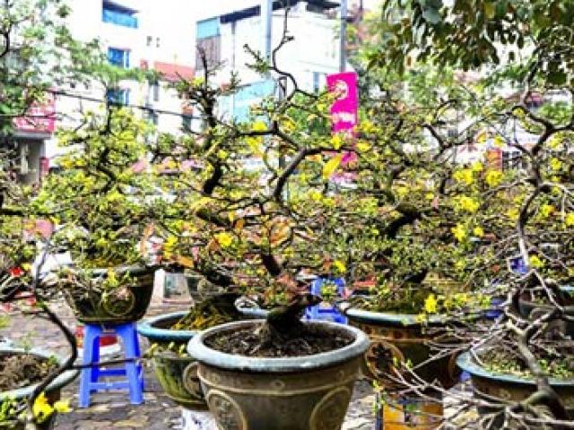 Thị trường - Tiêu dùng - Mai vàng giá chục triệu 'đổ bộ' phố Hà Nội