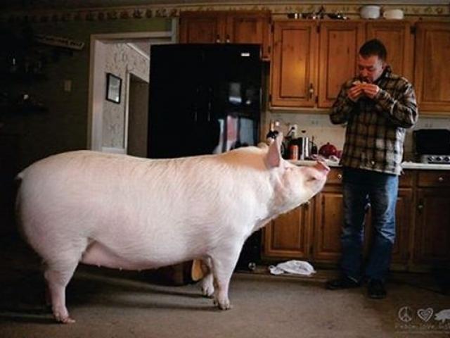 Phi thường - kỳ quặc - Mua lợn siêu nhỏ về nuôi, không ngờ "phát phình" hơn gấu Bắc Cực