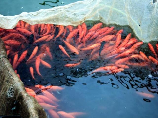 Thị trường - Tiêu dùng - Làng chài vùng núi lãi 'khủng" nhờ nuôi cá chép đỏ