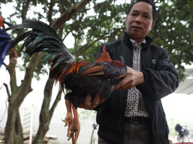 Tin tức trong ngày - Gà 9 cựa "huyền thoại" cháy hàng dịp Tết