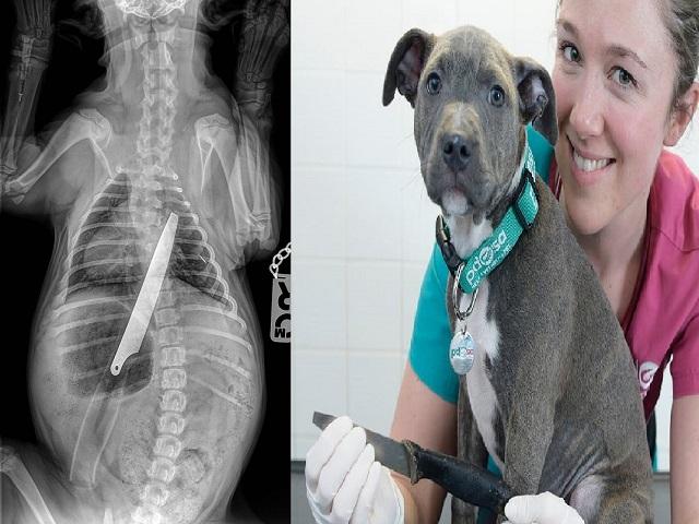 Phi thường - kỳ quặc - Chó "vui miệng" nuốt chửng dao làm bếp dài 20cm