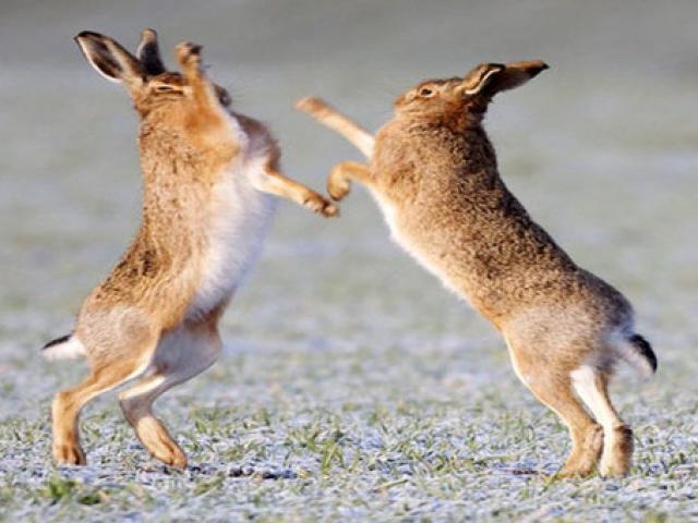 Thể thao - Thỏ rừng "tỷ võ chiêu thân": Thắng làm vua thua ăn mày