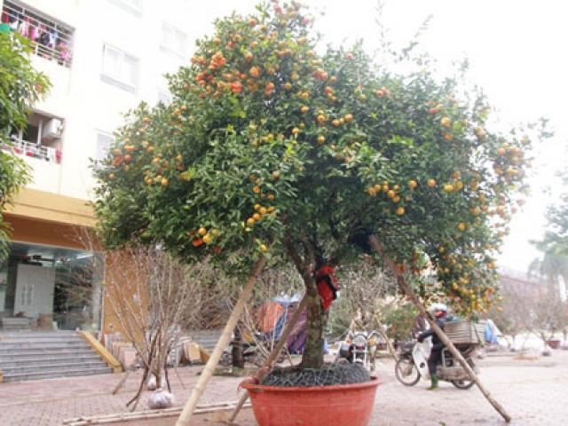Tin tức trong ngày - Cây quýt cổ hơn 100 tuổi được rao bán nửa tỷ đồng ở Nghệ An