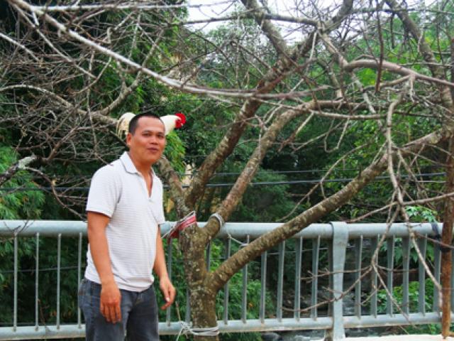 Tin tức trong ngày - Đào đá "khủng" rao bán 40 triệu đồng ở xứ Nghệ