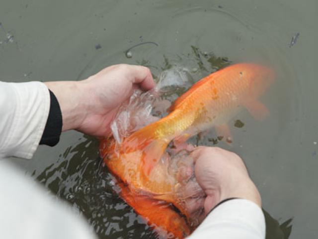 Tin tức trong ngày - Người Hà Nội tiễn ông Táo về trời sớm trong giá rét, sương mù