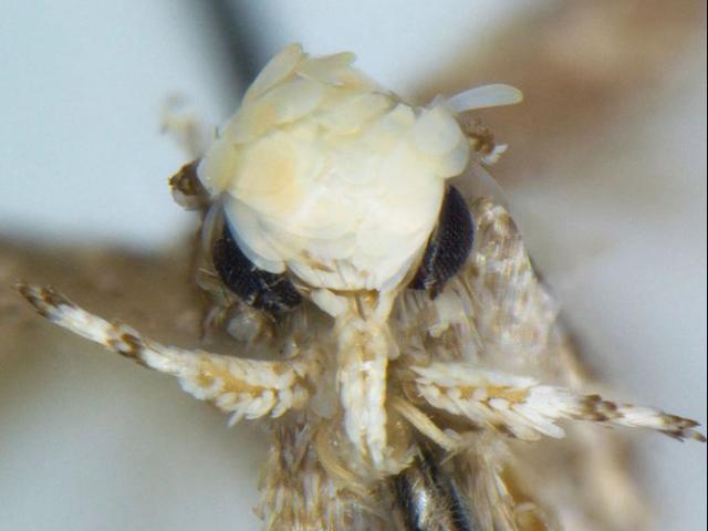 Thế giới - Loài bướm mới phát hiện được đặt tên theo ông Trump