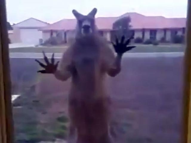 Phi thường - kỳ quặc - Úc: Chuột túi “giận dữ” đập cửa kính nhà dân đòi vào trong