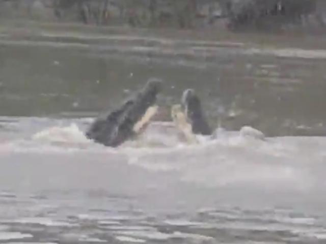 Thế giới - Úc: Hai cá sấu khổng lồ "tẩn nhau" giành xác trâu