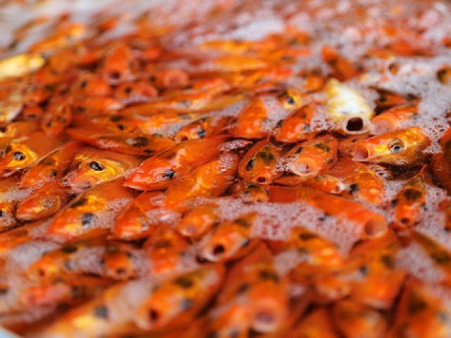 Thị trường - Tiêu dùng - Buôn cá chép dịp ông Táo lãi cả trăm triệu đồng