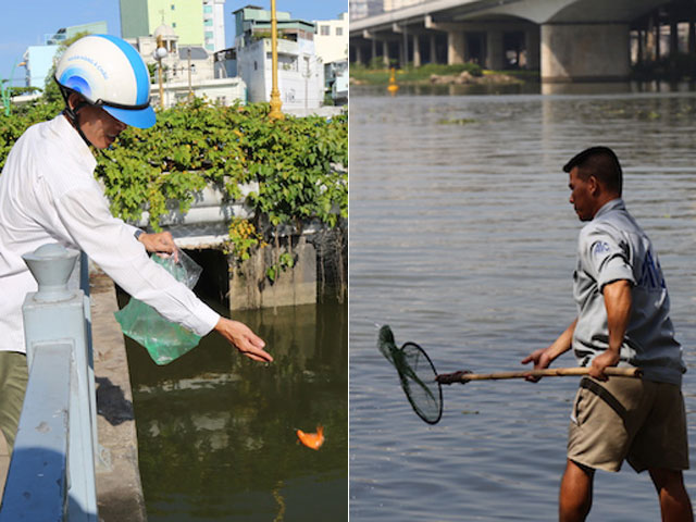 Tin tức trong ngày - Phóng sinh cá chép tiễn ông Táo: Vừa được thả đã bị “tóm”