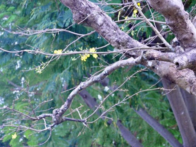 Tin tức trong ngày - Cây mai 160 tuổi, cao 6m, giá 1,6 tỷ xuất hiện ở Sài Gòn