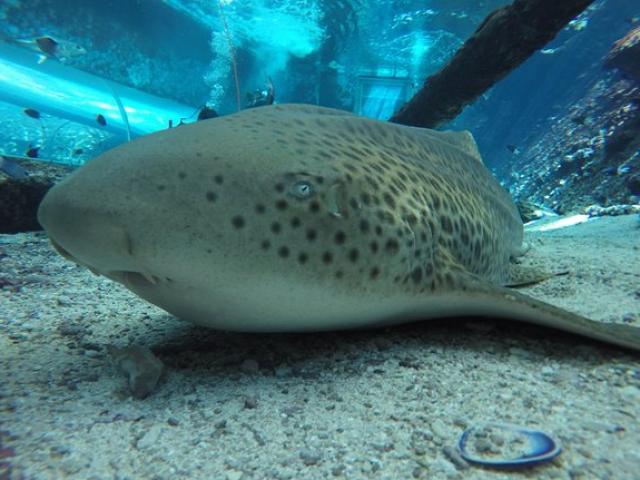 Phi thường - kỳ quặc - Cá mập tự học cách sinh con mà không cần con đực