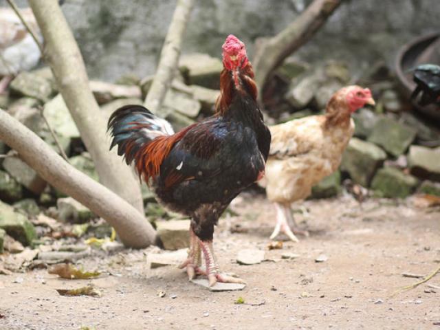 Cận cảnh giống gà ”Sách Đỏ” đầu tiên của Việt Nam