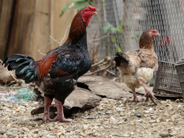 Tin tức trong ngày - Gà Hồ tiến Vua nhân giống theo bộ một trống ba mái