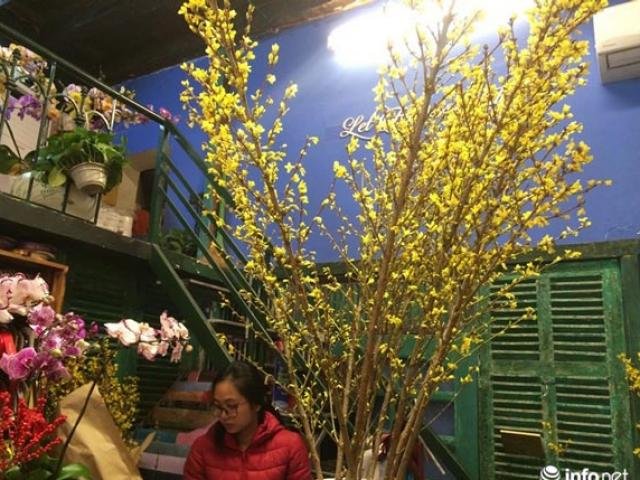 Thị trường - Tiêu dùng - Lạ mắt mai Mỹ, đào Nhật ồ ạt đổ về Hà Nội "săn" khách chơi Tết