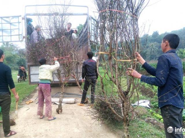 Thị trường - Tiêu dùng - Làng đào phai Xuân Du kiếm hàng chục tỉ đồng từ vụ Tết