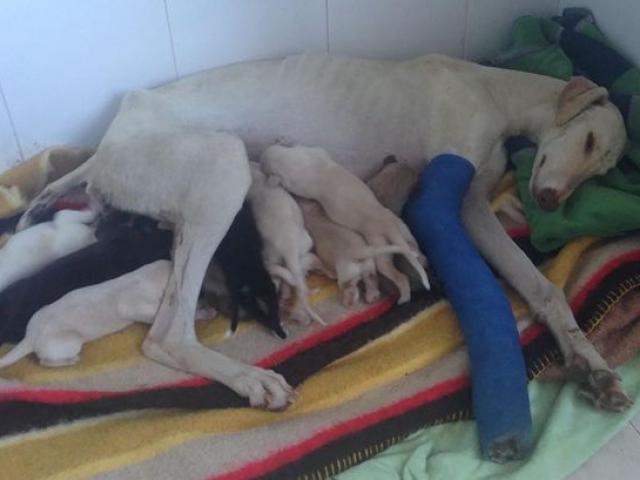 Thế giới - Chó mẹ gãy chân lặn lội 3km tìm người cứu đàn con nhỏ