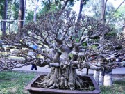 Tin tức trong ngày - Tận thấy những cây bonsai dáng độc hội tụ ở Sài Gòn