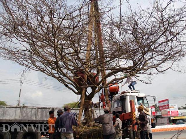 Thị trường - Tiêu dùng - Ngắm cây mai "khủng" tiền tỷ phải dùng xe cẩu vận chuyển ở Cần Thơ