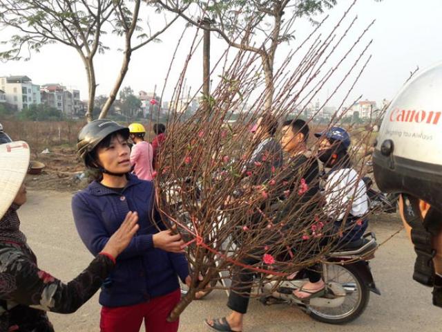 Thị trường - Tiêu dùng - Dân Hà Nội "bói" không ra đào đẹp để chơi Tết
