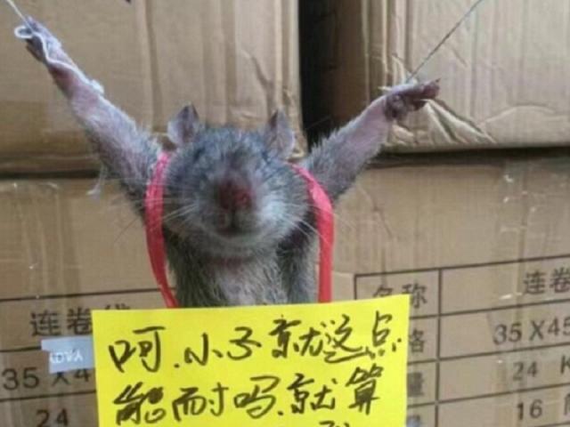 Phi thường - kỳ quặc - TQ: Chuột bị trói chân, làm nhục vì tội ăn vụng gạo