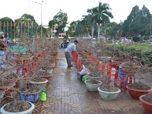 Thị trường - Tiêu dùng - Đắk Lắk: Nhà vườn "ngồi trên đống lửa" khi chợ hoa vắng bóng người mua